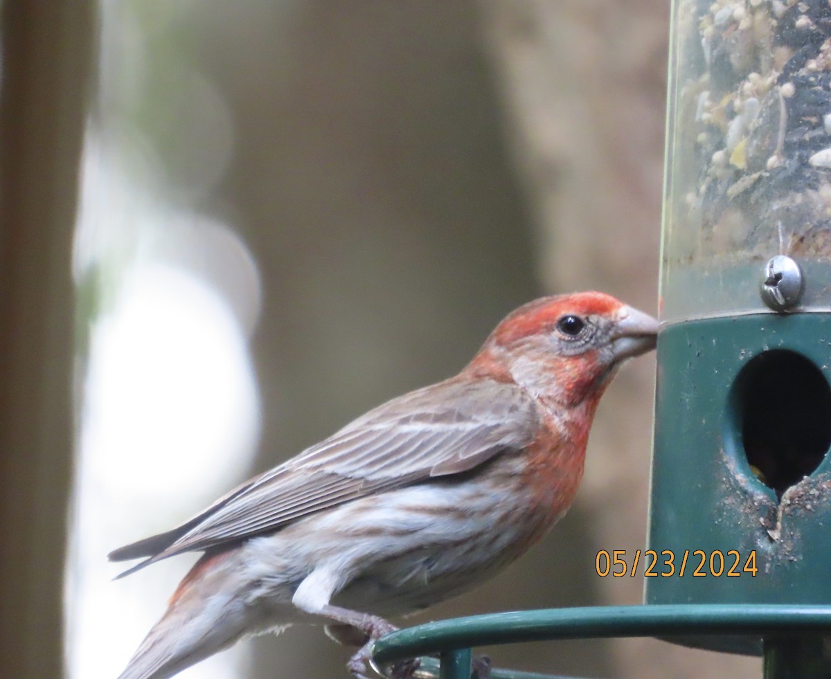 House Finch - Susan Leake