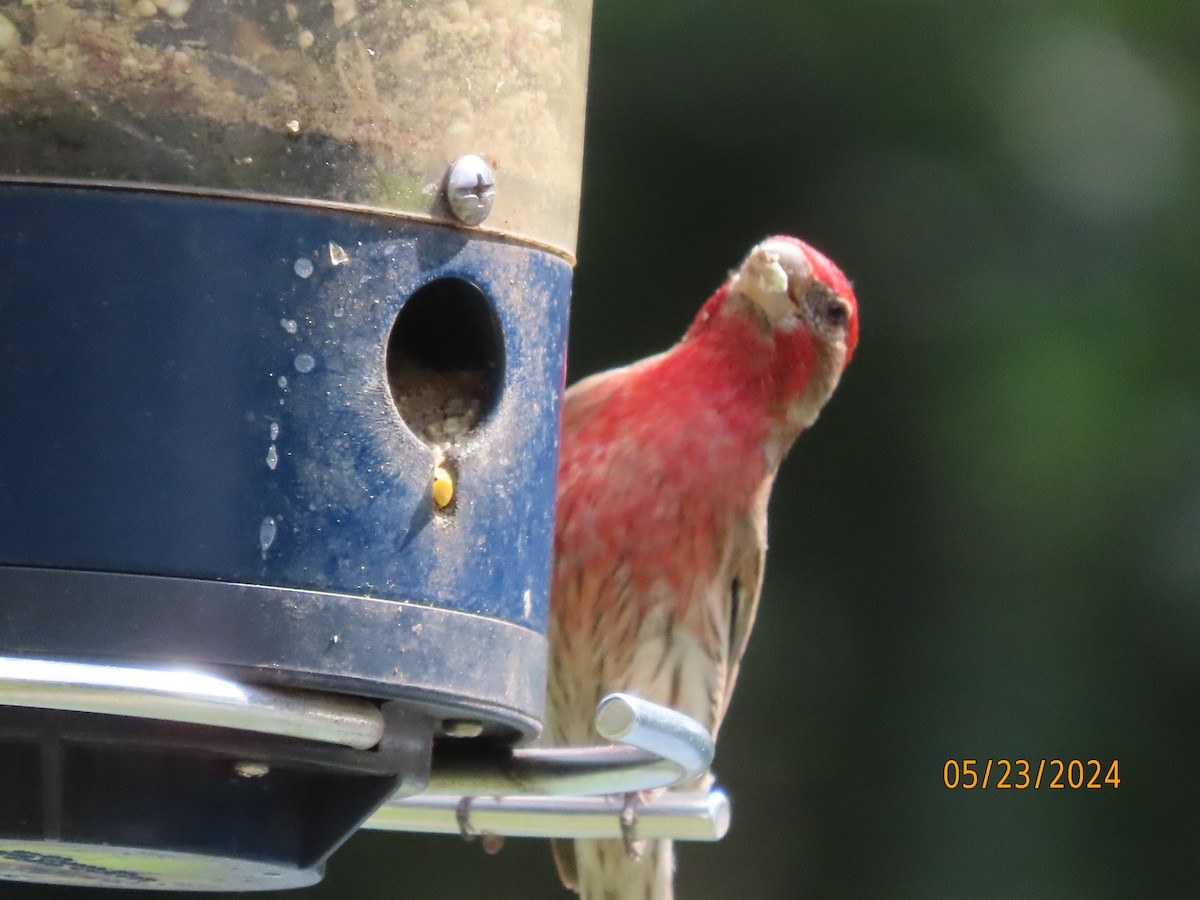 House Finch - Susan Leake