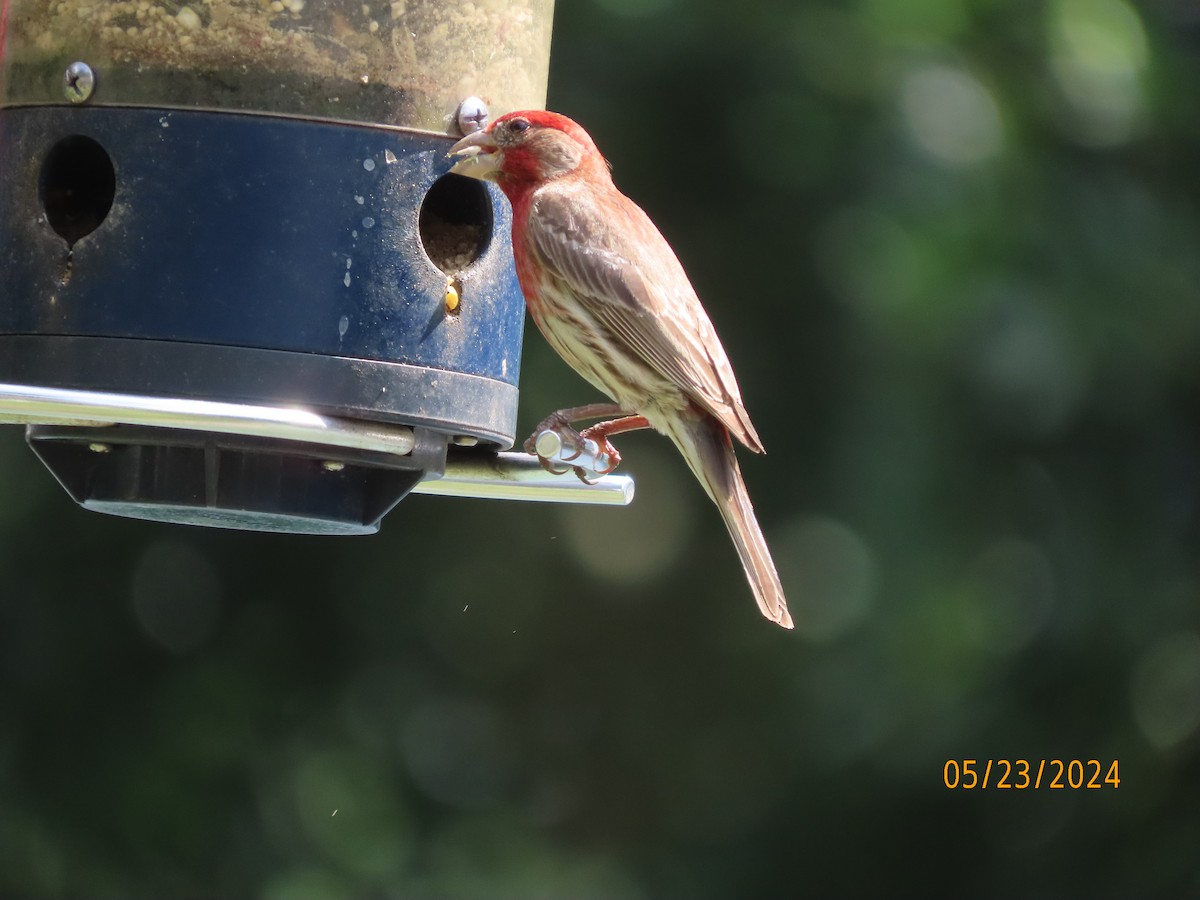 House Finch - Susan Leake