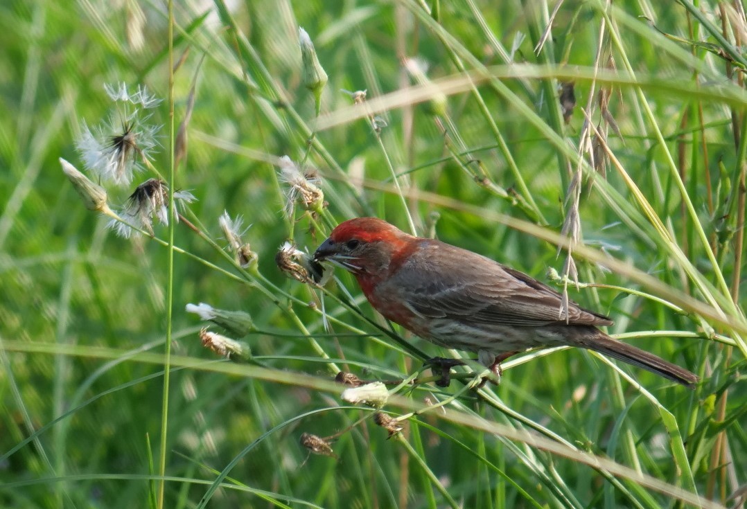 House Finch - Jennifer Jerome