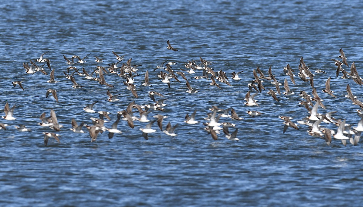 Wilson's Phalarope - Glenn Wyatt