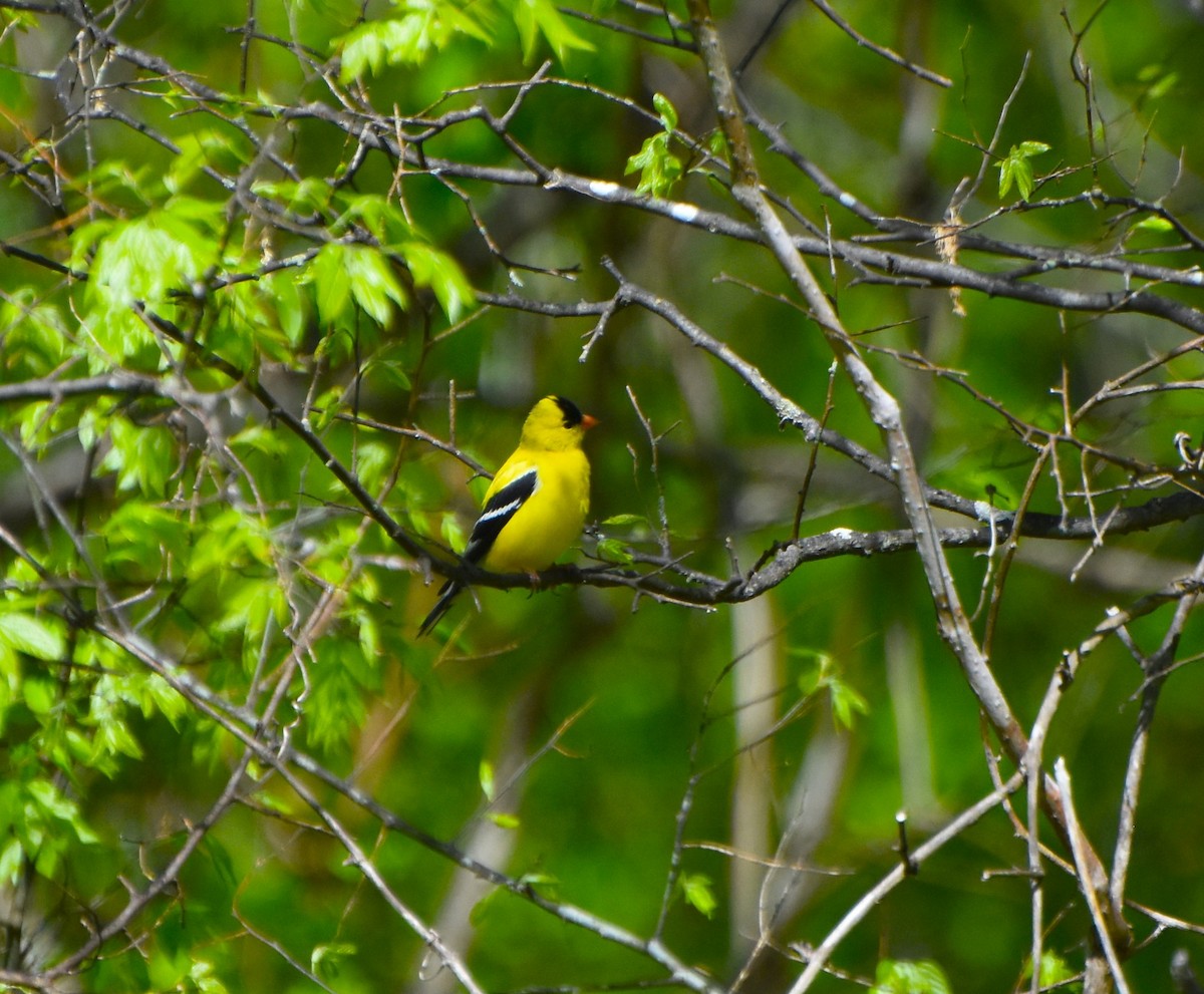 American Goldfinch - peter robinson