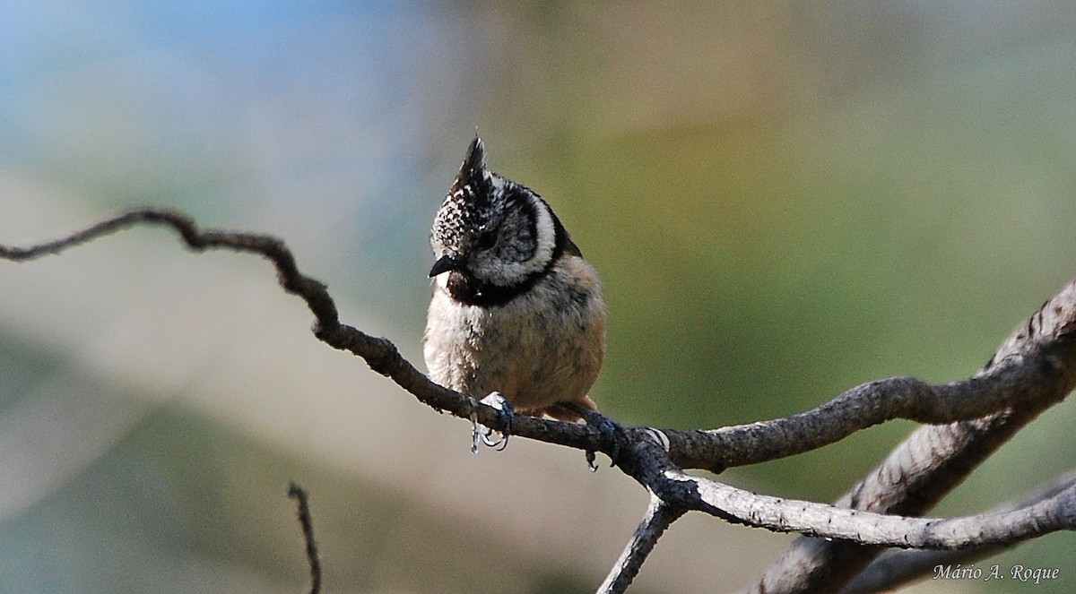 Crested Tit - Mário Roque