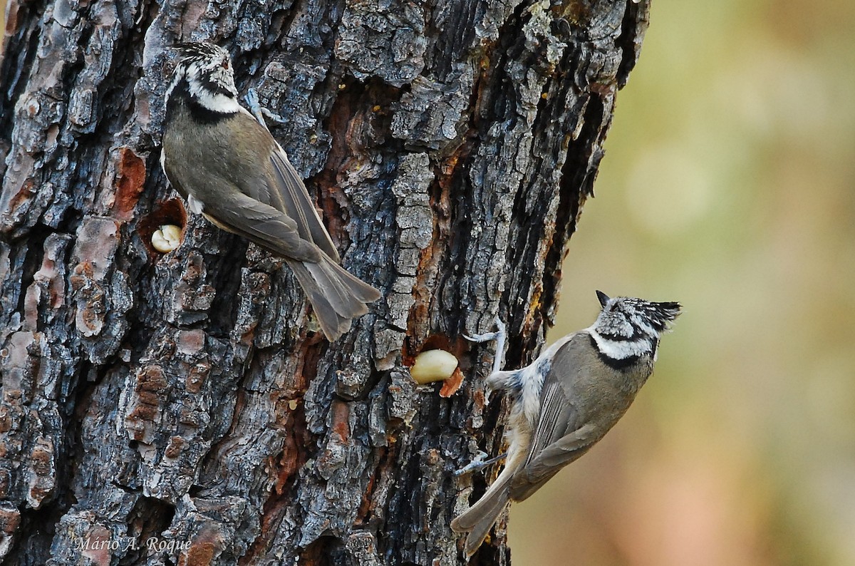 Crested Tit - Mário Roque