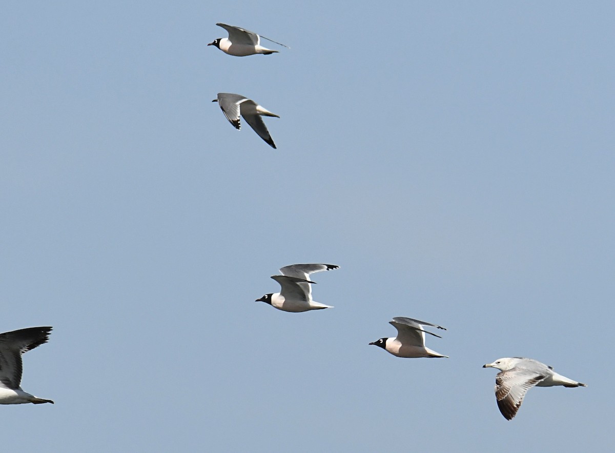 Franklin's Gull - Glenn Wyatt