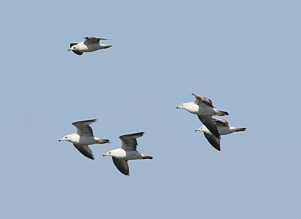 Ring-billed Gull - ML619494527