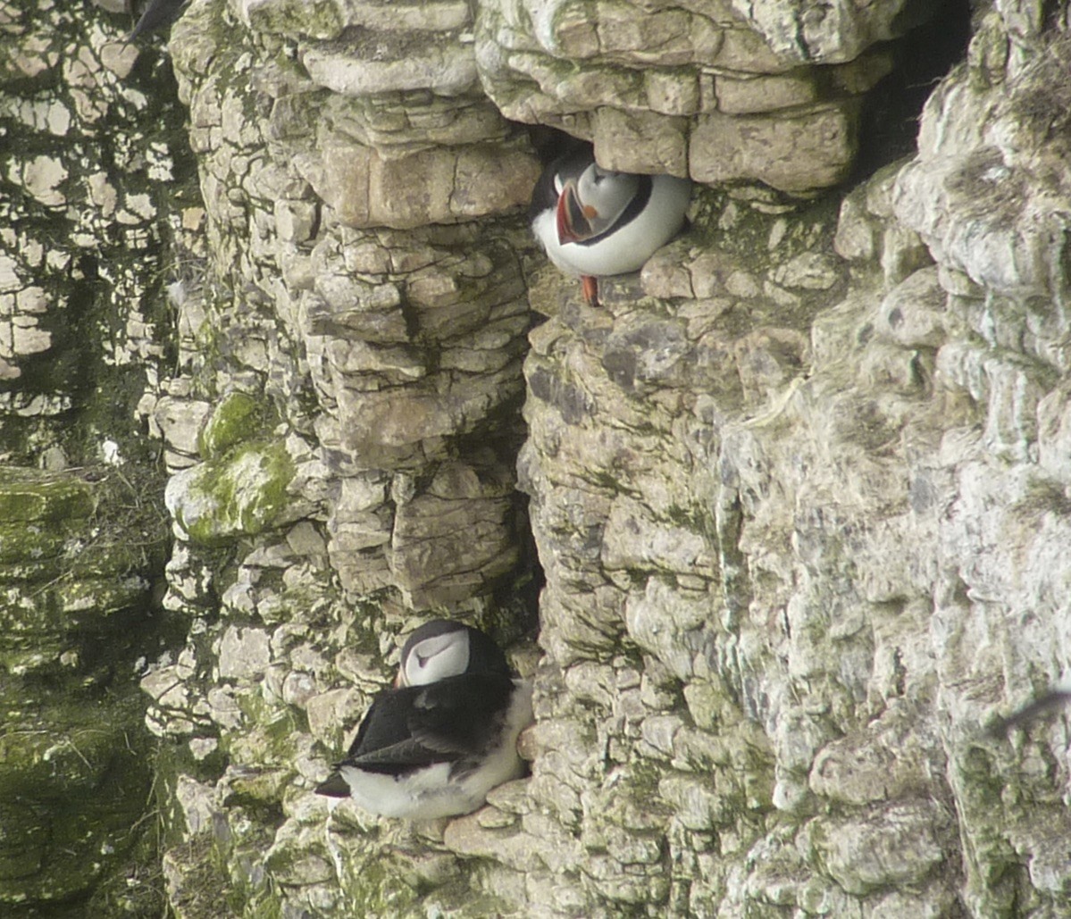 Atlantic Puffin - David Robinson