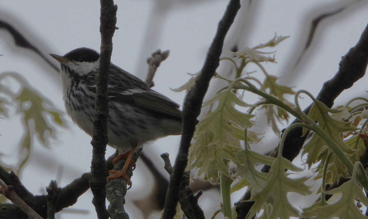 Blackpoll Warbler - Philip Kyle