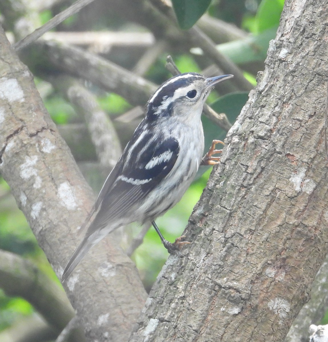 Black-and-white Warbler - Jeff Miller