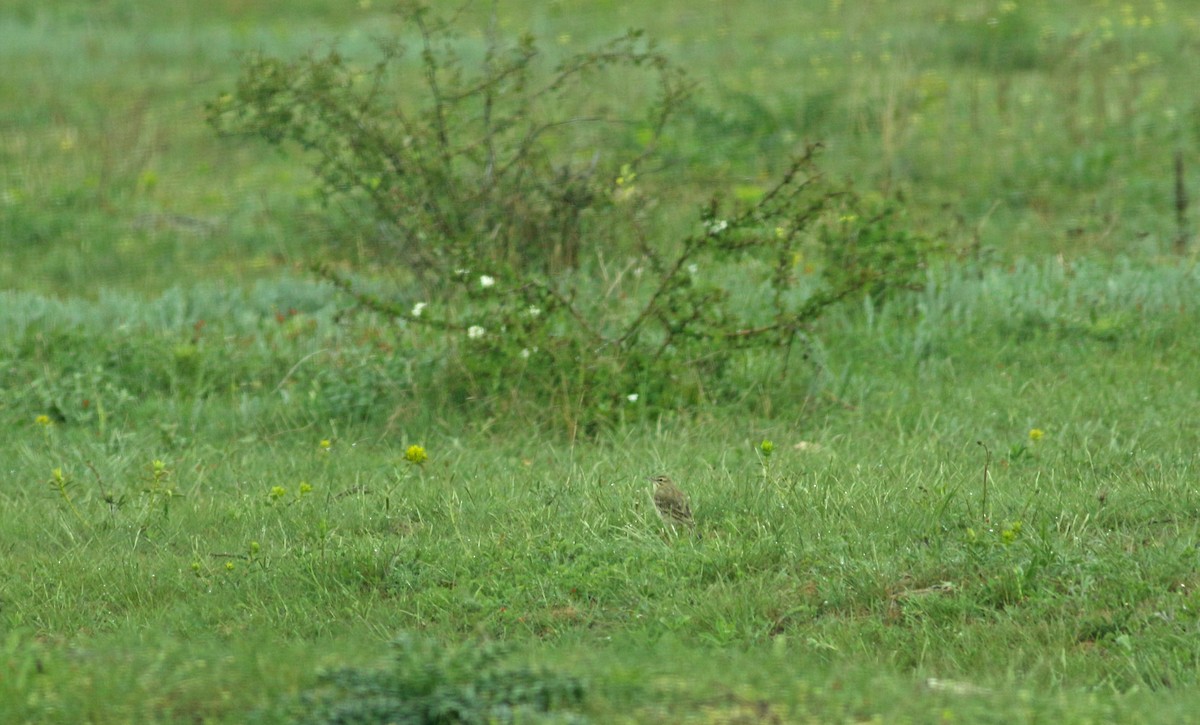 Tawny Pipit - Andrew Steele