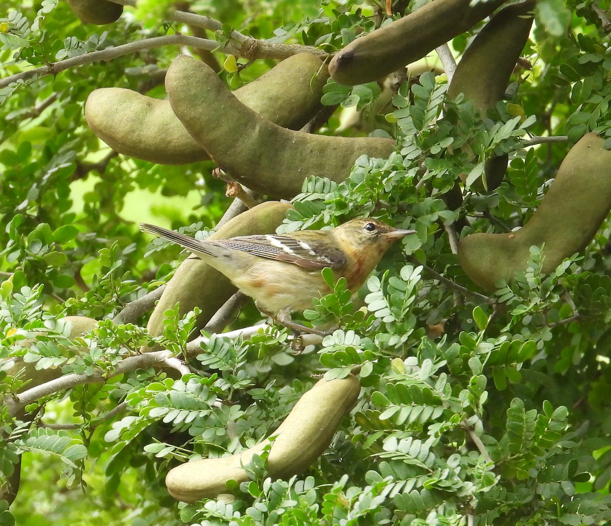 Bay-breasted Warbler - Jeff Miller