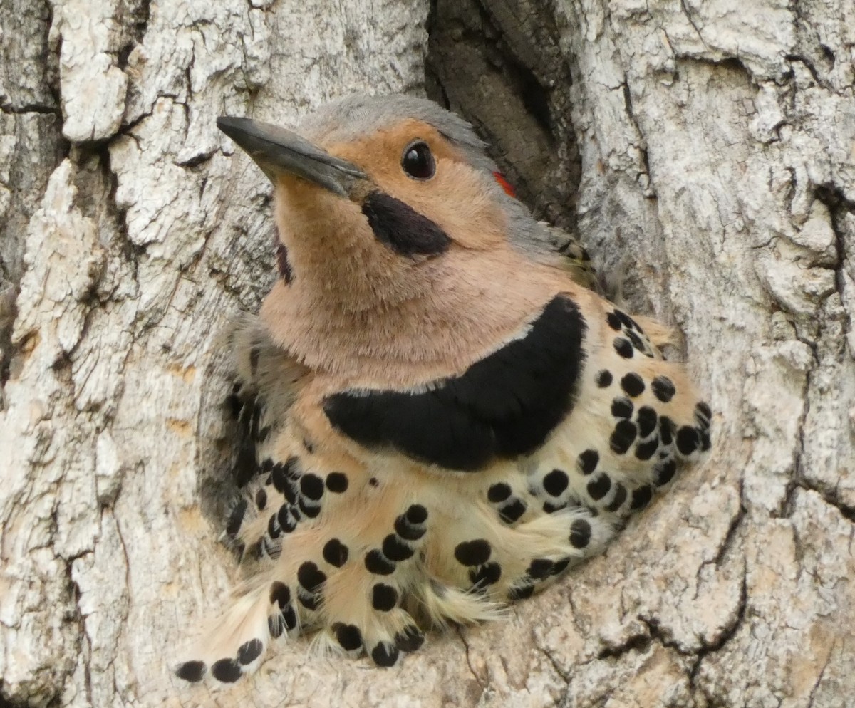 Northern Flicker - Kristin  Bakkegard