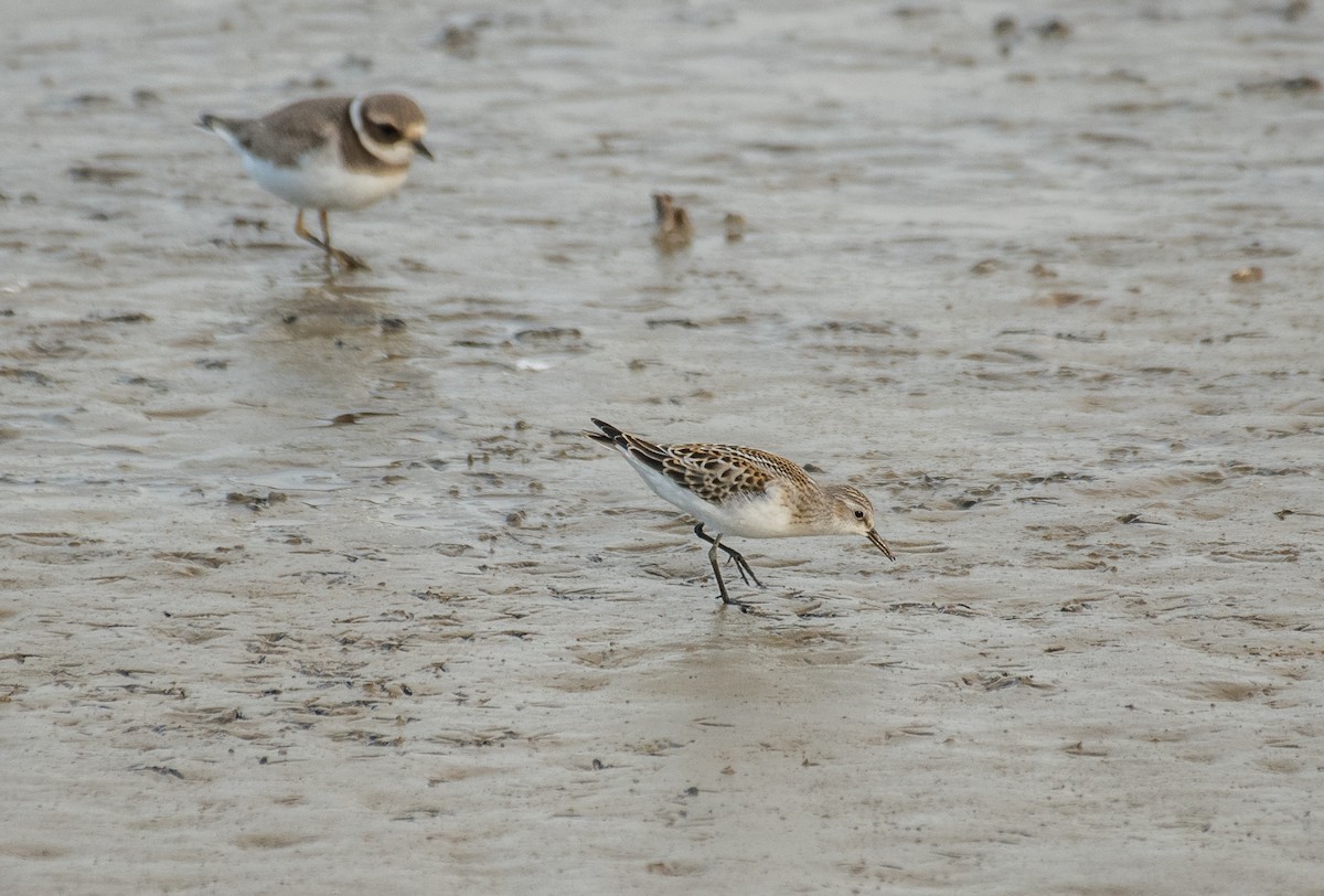 Little Stint - Theo de Clermont