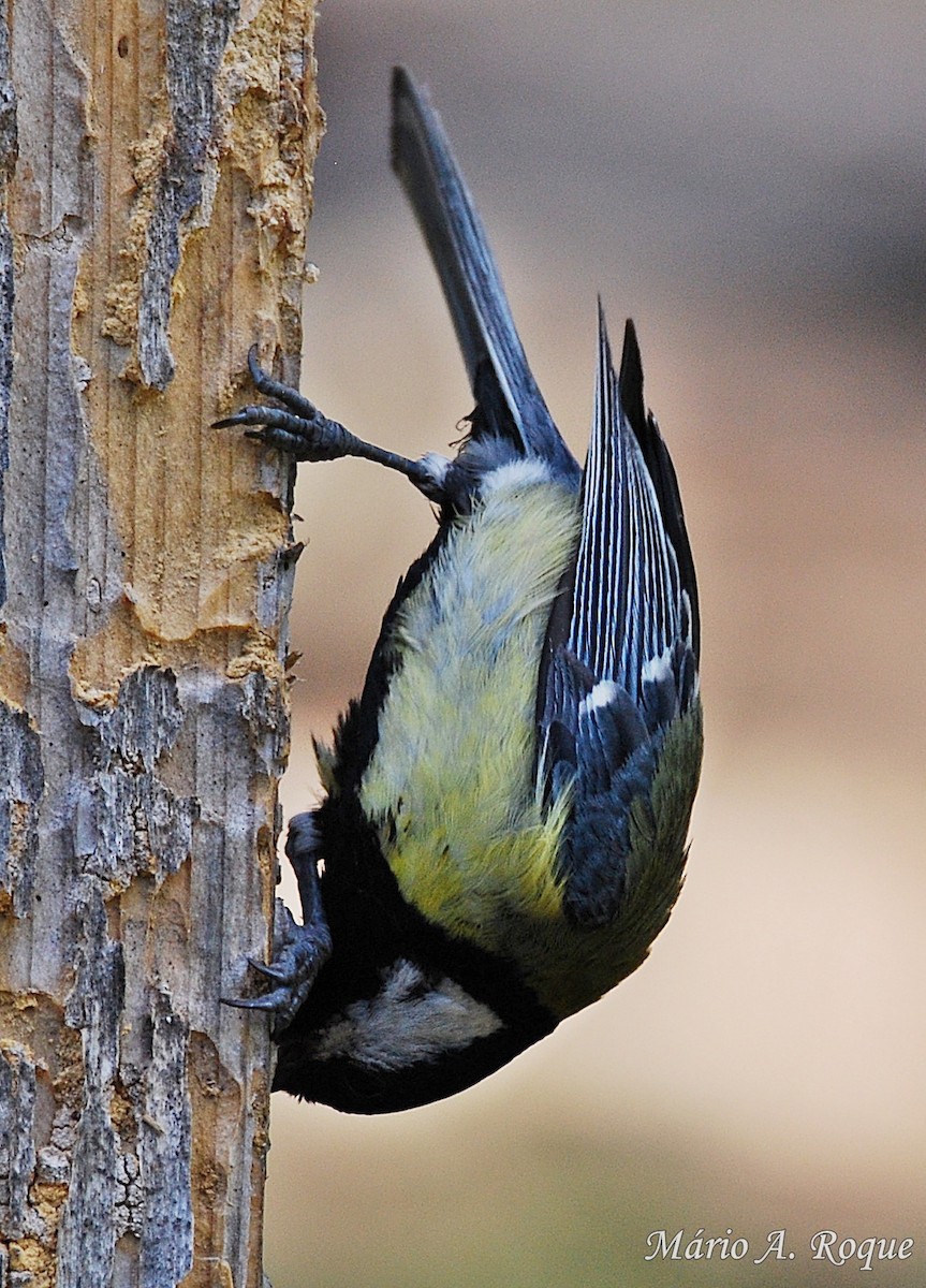 Great Tit - Mário Roque