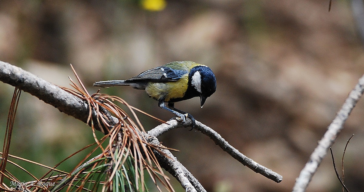 Great Tit - Mário Roque