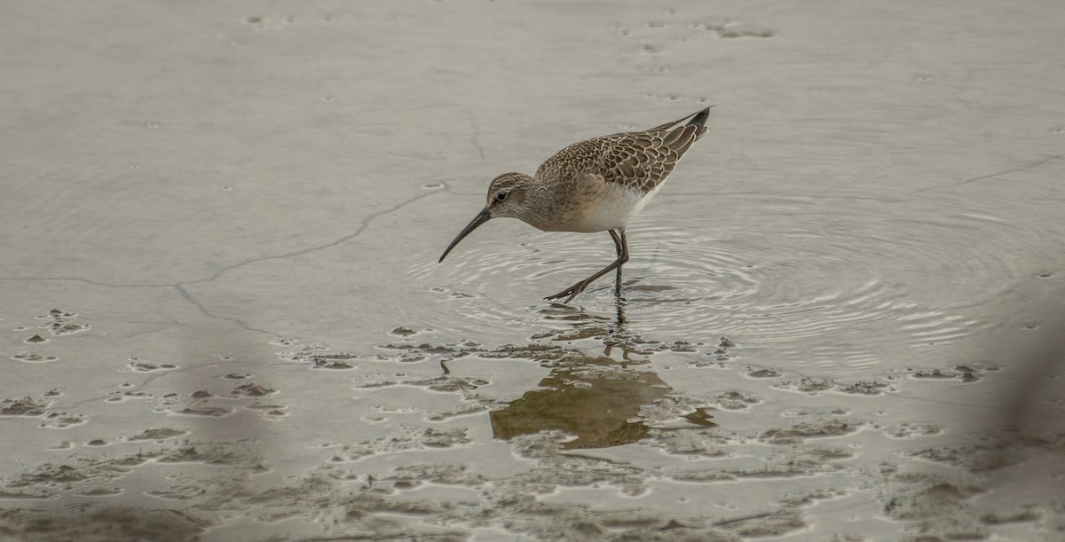 Curlew Sandpiper - Theo de Clermont