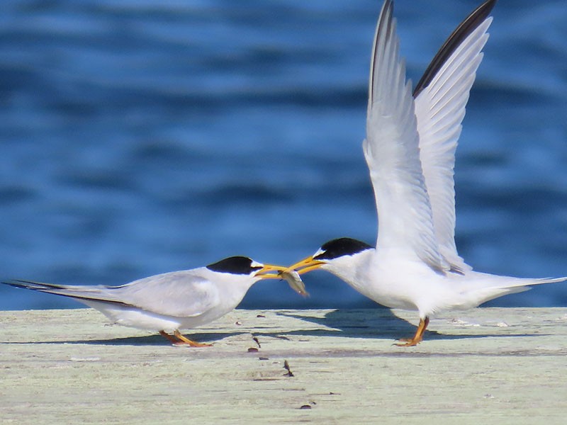 Least Tern - Karen Lebing