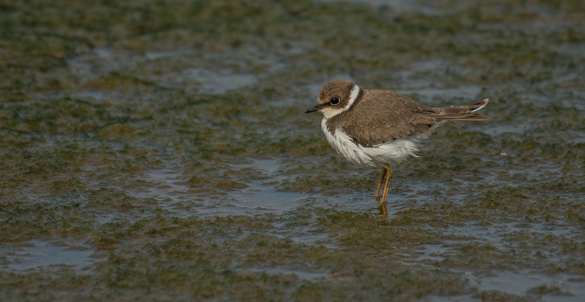 Little Ringed Plover - Theo de Clermont