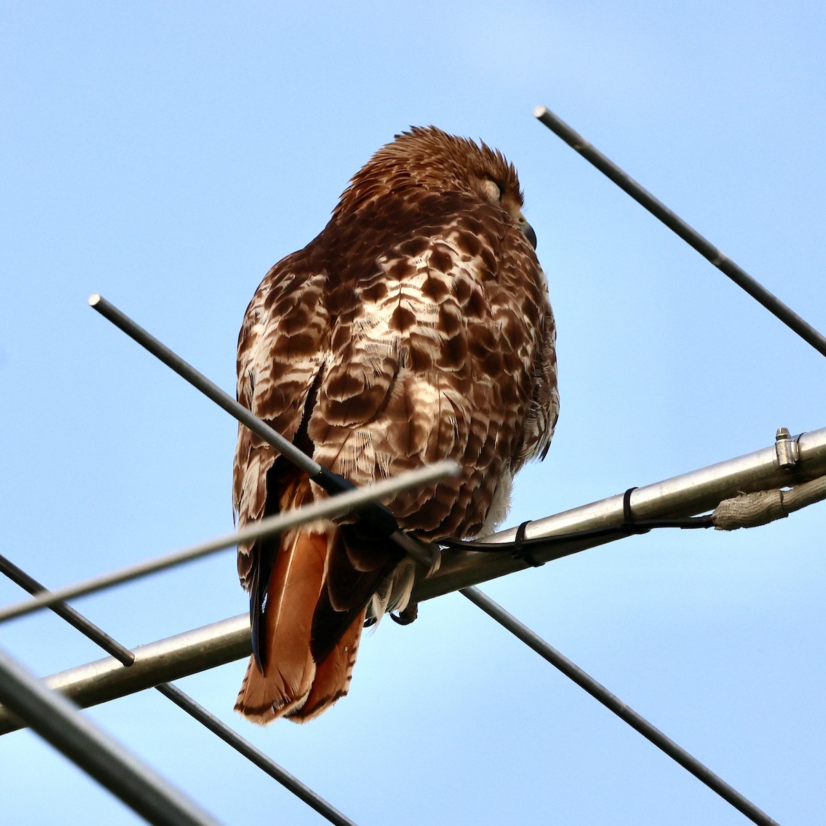 Red-tailed Hawk - ML619494576
