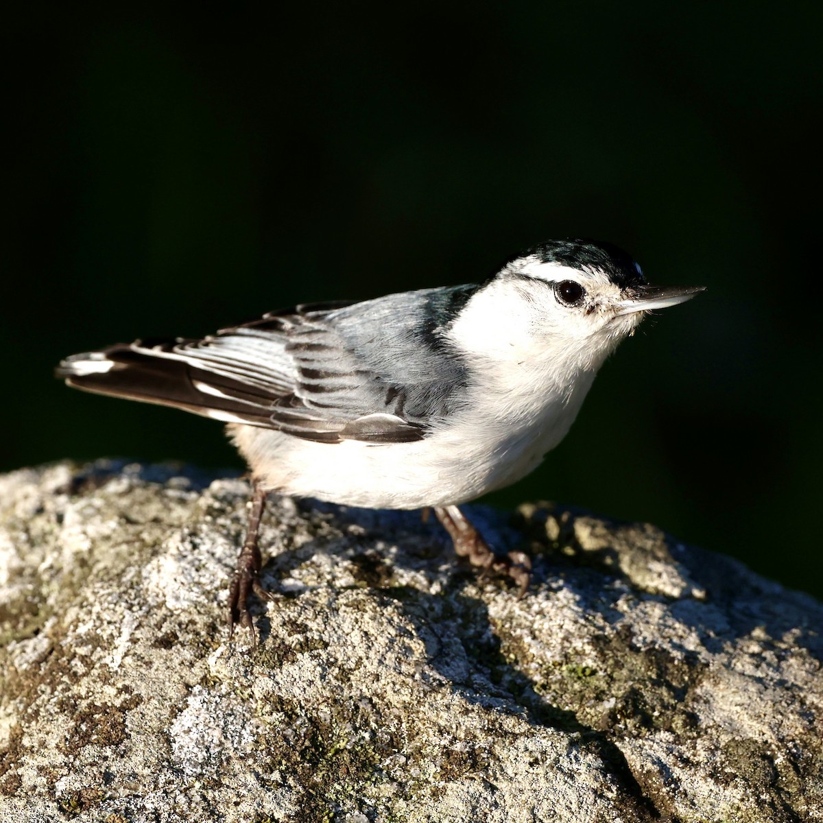 White-breasted Nuthatch - Gino Ellison