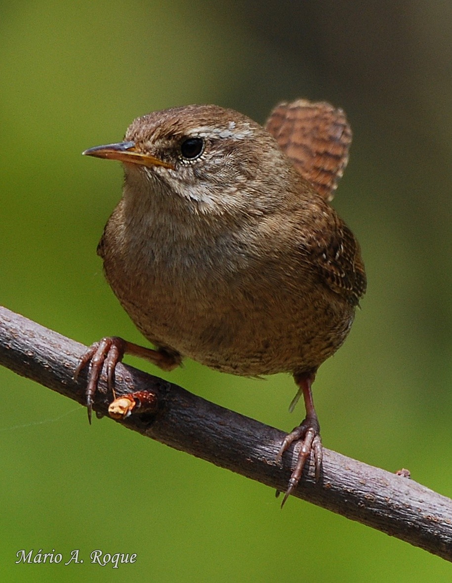 Eurasian Wren - Mário Roque