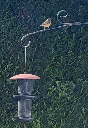 Black-headed Grosbeak - Hal McKilt