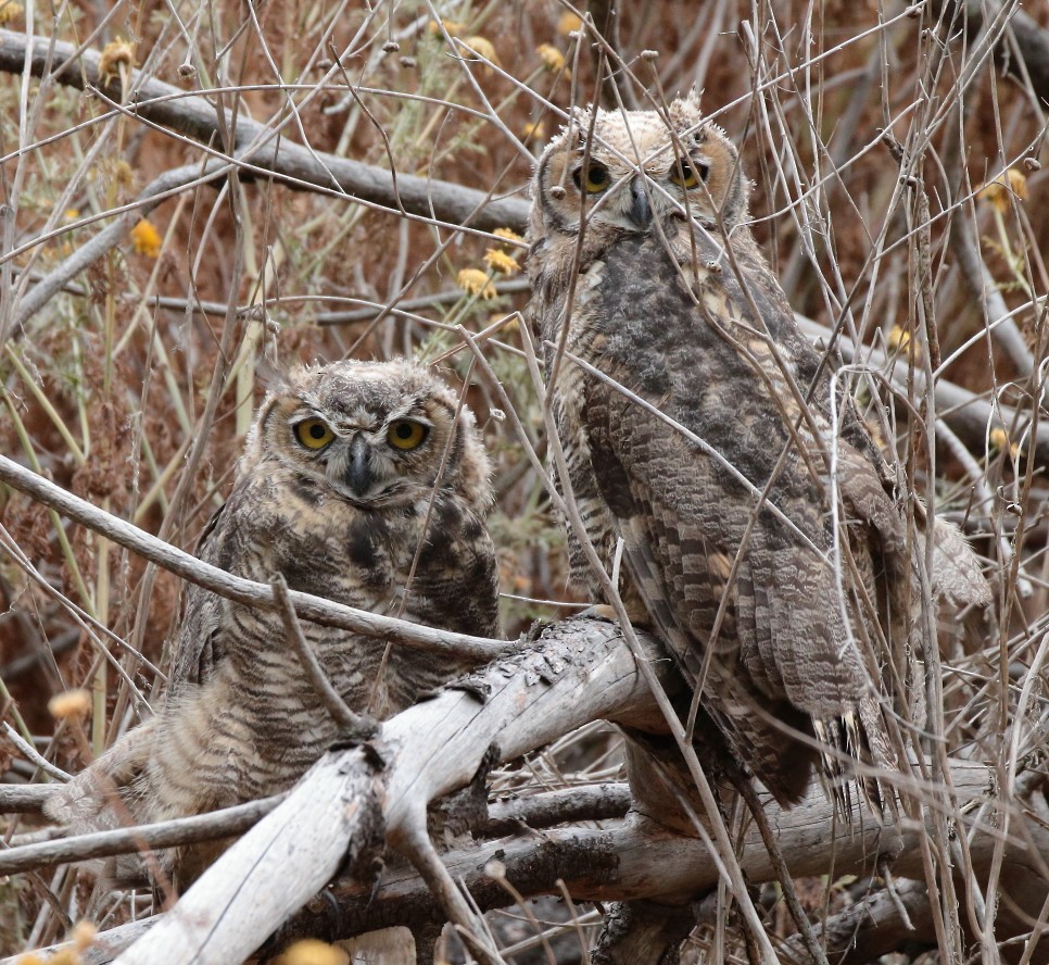 Great Horned Owl - Larry Edwards