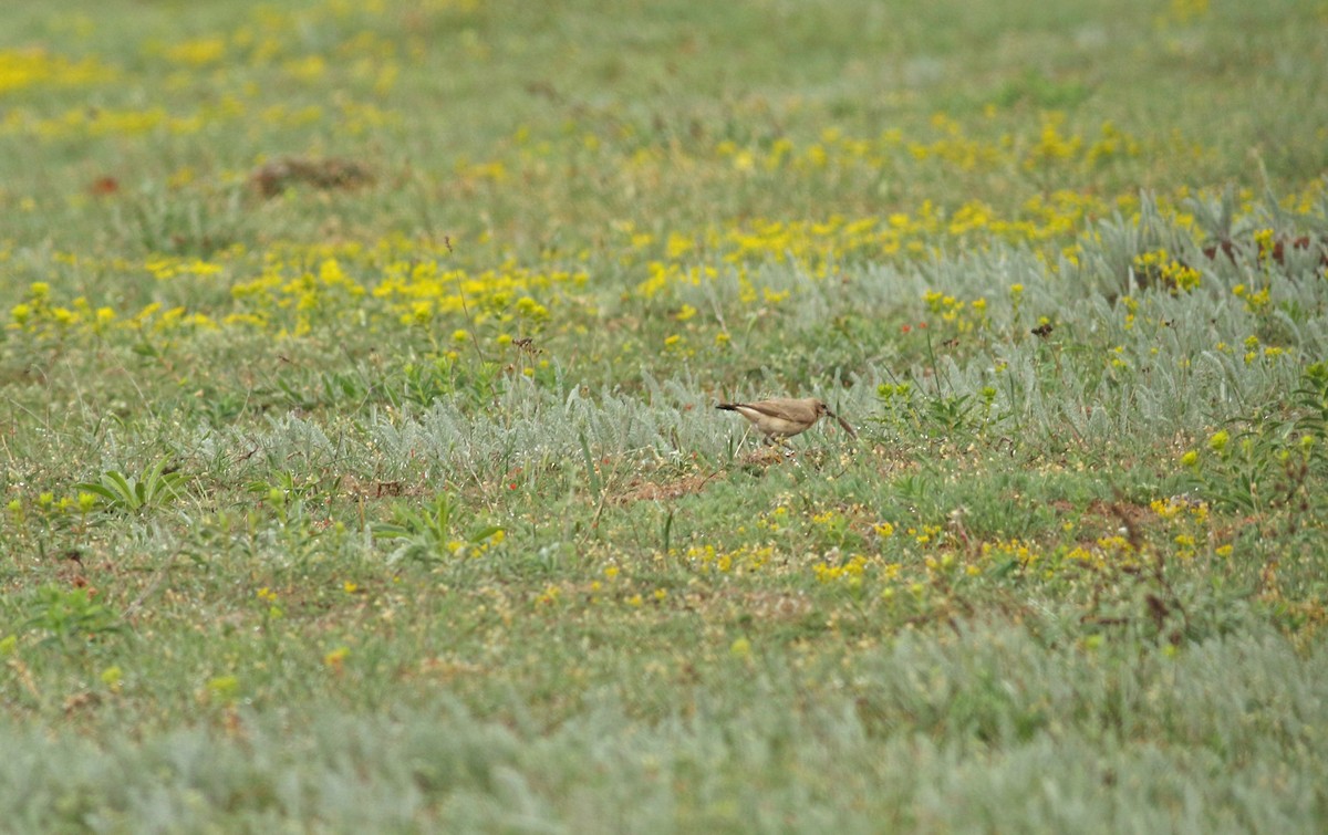 Isabelline Wheatear - Andrew Steele