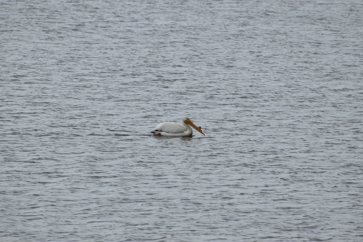 American White Pelican - ML619494608