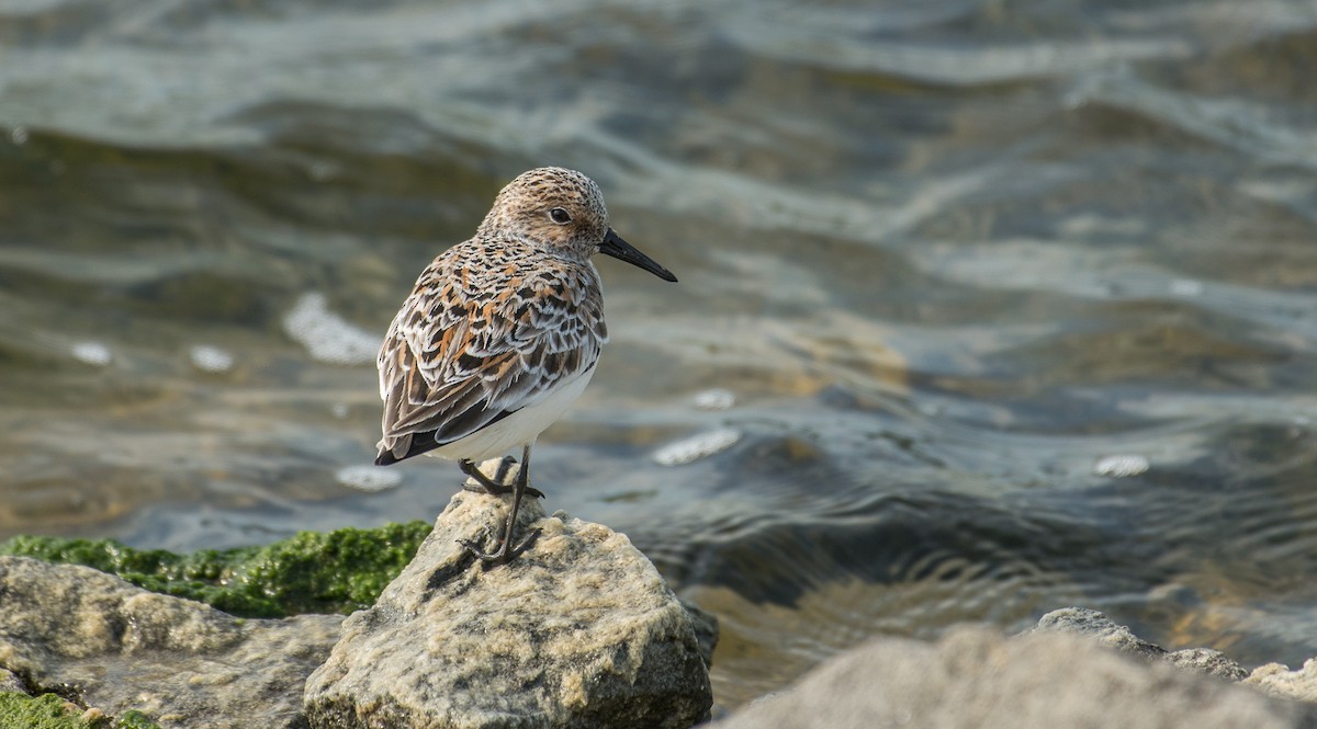 Sanderling - Theo de Clermont