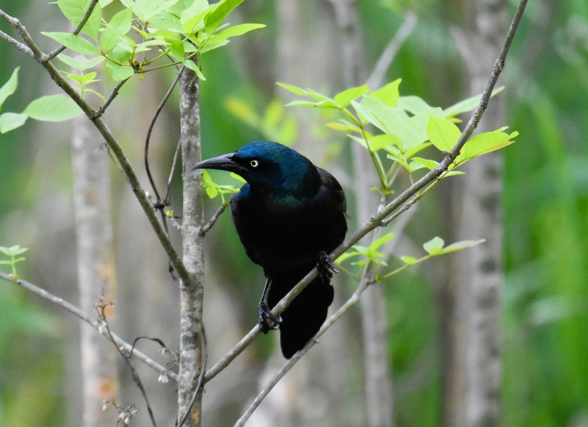 Common Grackle - peter robinson