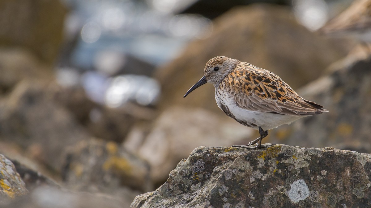 Dunlin - Theo de Clermont