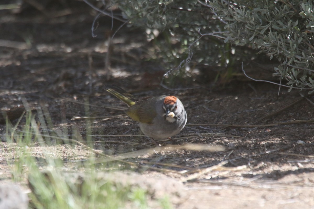 Green-tailed Towhee - alan mauer