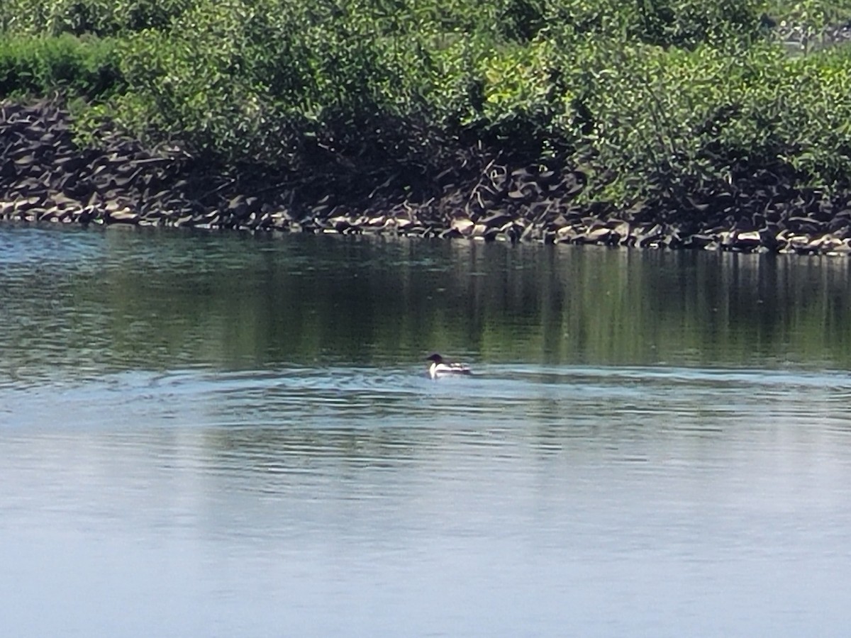 Common Merganser - Matthew Howard