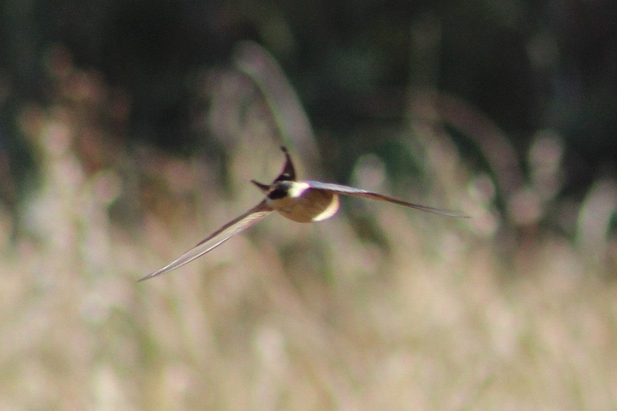 Red-rumped Swallow - Miguel Appleton