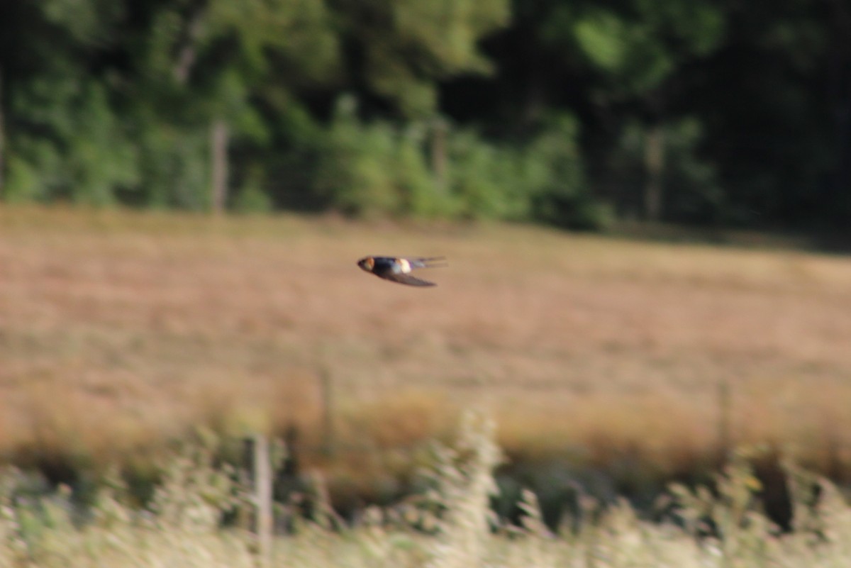 Red-rumped Swallow - Miguel Appleton