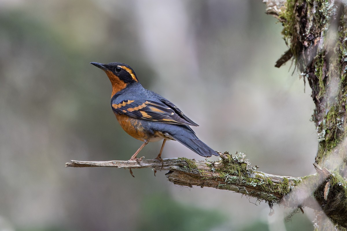 Varied Thrush - Odysseas Froilán Papageorgiou