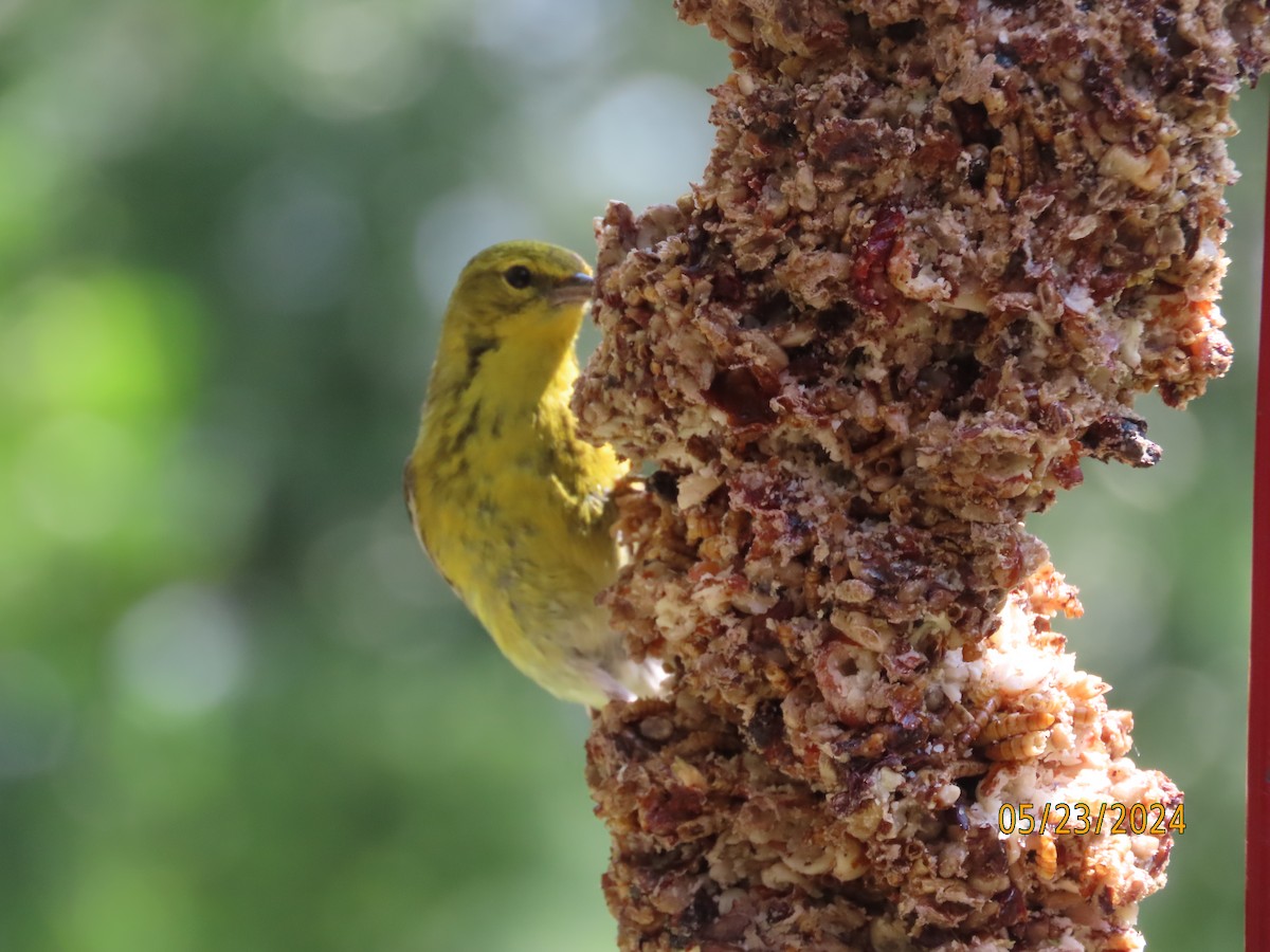 Pine Warbler - Susan Leake