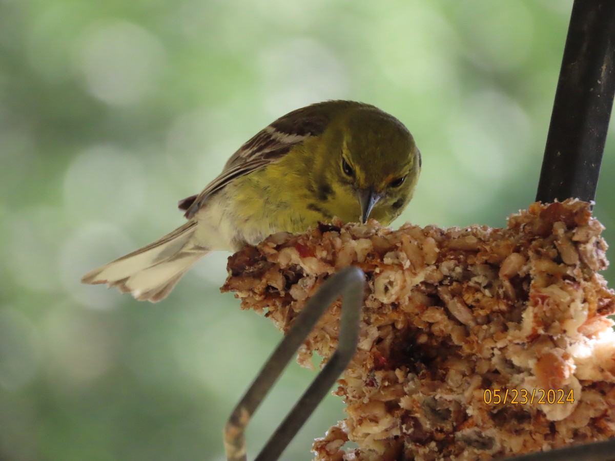 Pine Warbler - Susan Leake