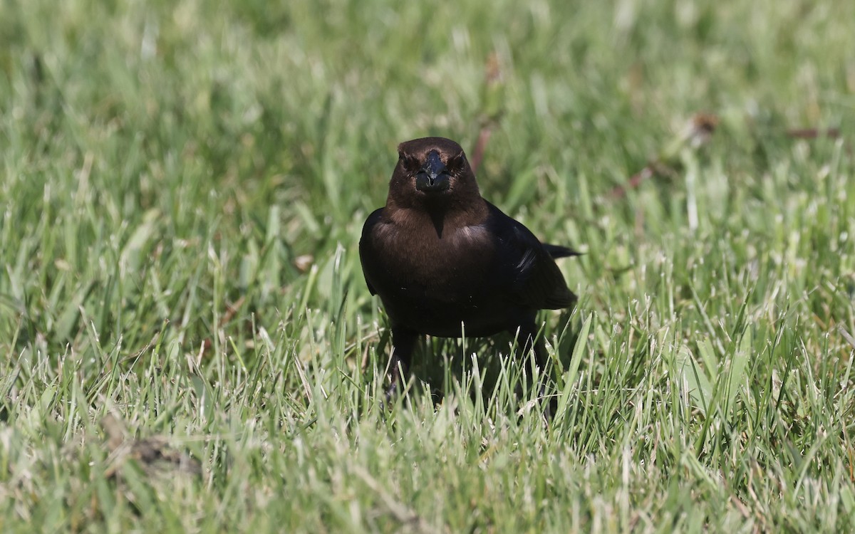 Brown-headed Cowbird - Anne Bielamowicz