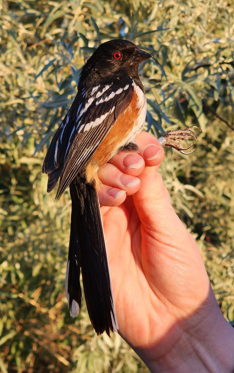 Spotted Towhee - Nancy Cox