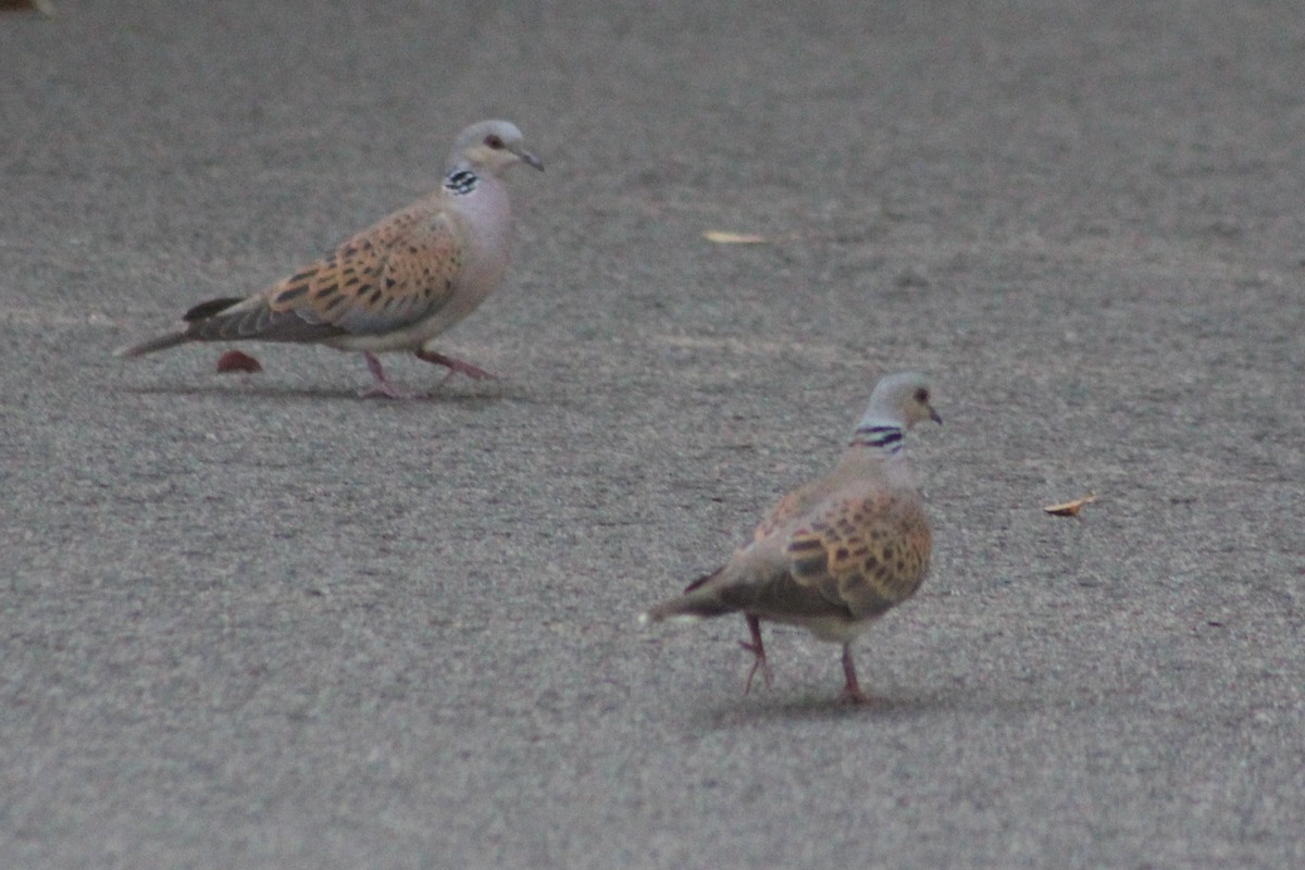 European Turtle-Dove - Miguel Appleton