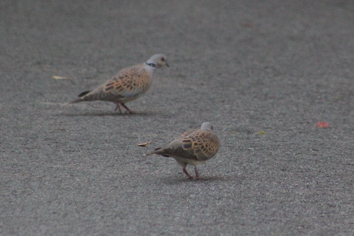 European Turtle-Dove - Miguel Appleton