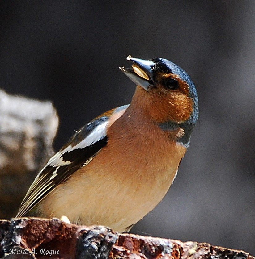 Common Chaffinch - Mário Roque