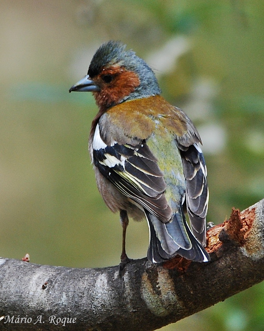 Common Chaffinch - Mário Roque