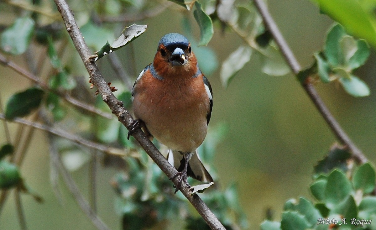 Common Chaffinch - Mário Roque