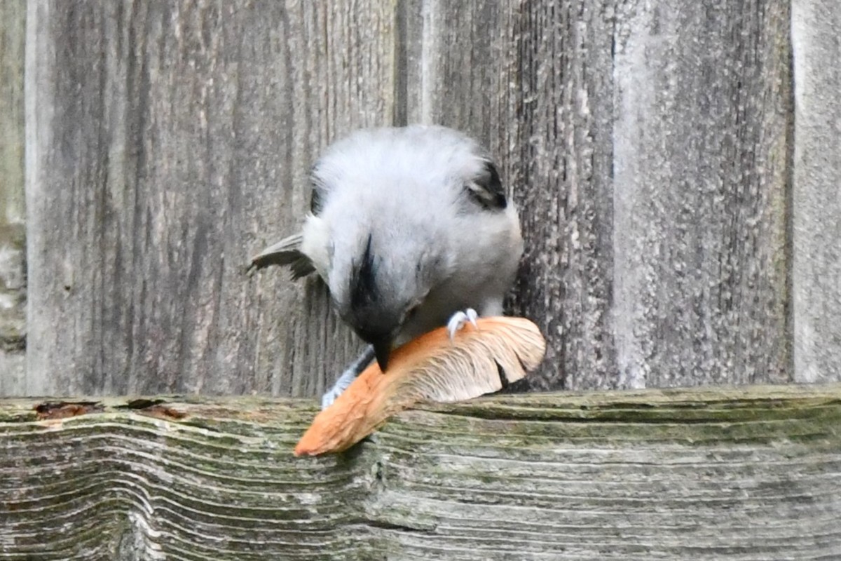 Tufted Titmouse - Carmen Ricer