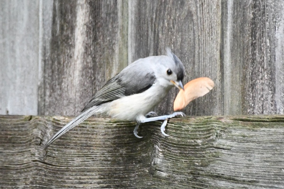 Tufted Titmouse - Carmen Ricer