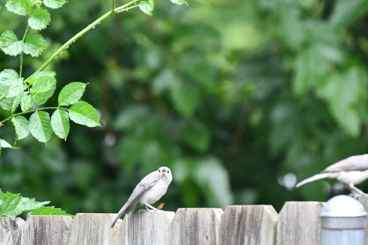 Tufted Titmouse - Carmen Ricer