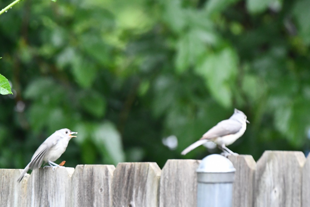 Tufted Titmouse - Carmen Ricer